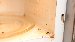 Konutunuzdaki mikrodalga fırının içinde yaşıyorlar, radyasyondan etkilenmiyorlar