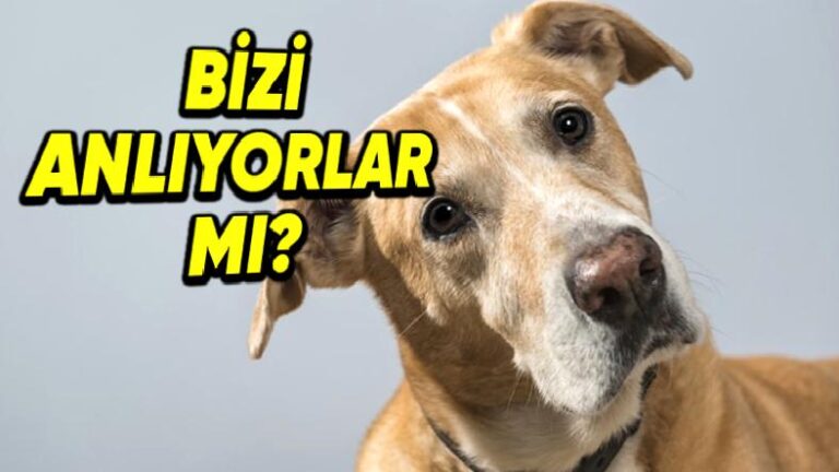 Köpekler, Onlara Söylediğimiz Sözlerin Ne Manaya Geldiklerini Anlayıp Zihinlerinde Canlandırabiliyor mu?