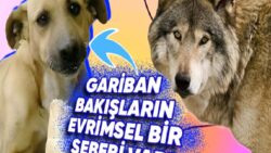 Köpekler Üzgün Bakışlara Sahipken aynı Familyadan Olan Kurtlar Neden Bu türlü Mimikler Gösteremez? Arkasındaki Nedeni Öğrenince “Vay Be!” Diyeceksiniz!
