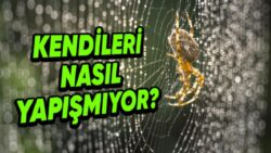 Örümcekler Nasıl Oluyor da Kendi Ördükleri Ağlara Yapışıp Kalmıyor?