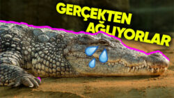 Palavradan Ağlayan İnsanlar İçin Kullandığımız “Timsah Gözyaşı” Aslında Gerçekmiş! Pekala Timsahlar Neden Gözyaşı Döküyor?