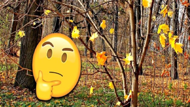 Sonbaharda Kimi Ağaçlar Yapraklarını Dökerken Kimileri Neden Dökmez?