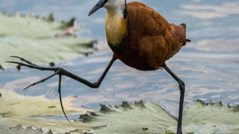 Su üzerinde yürüyen kuşların “gizemi”