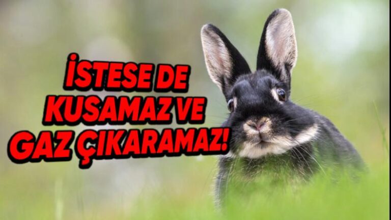 Tavşanlar Neden Asla Kusamaz ve Gaz Çıkaramaz?