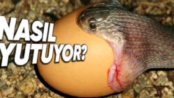 Yılanlar Nasıl Oluyor da Kendilerinden Tonlarca Büyük Şeyleri Sindirebiliyorlar?