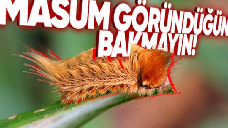 Yumuş Yumuş Görünen Bu Tüylü Kedi Tırtılını Gördüğünüz Yerde Kaçın! İyi de Neden?