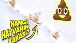 40 Yıl Düşünseniz Aklınıza Gelmez: Uzaydan Bile Görülebilen Bu Dışkı Hangi Hayvana Ait?