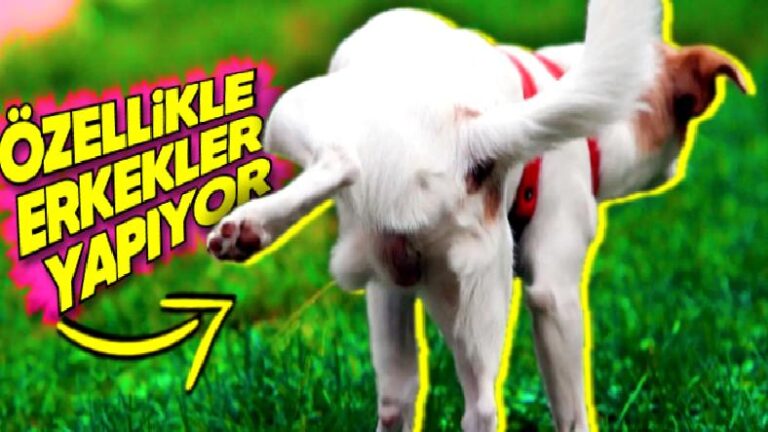 Bacaklarına Gelmesin Diye Değil: Köpeklerin Çişlerini Yaparken Bir Ayaklarını Kaldırmalarının Arkasındaki Çok Zekice Sebep
