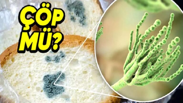 Bir Yiyeceğin Küflendiğini Gördüğümüzde Akıllara Gelen O Soru: Tüketmeye Devam mı Etmeliyiz Yoksa Çöpe mi Atmalıyız?