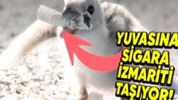Bu 5 Hayvanın Kendi Hastalıklarını Tedavi Etmek İçin Hangi Formüller Kullandığını Öğrenince Zekâlarına Hayran Kalacaksınız!