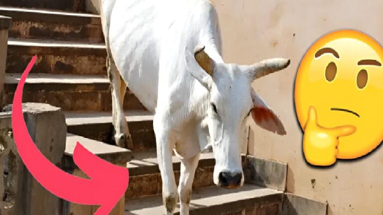 Fizyolojik ve Ruhsal Nedenleri Var: Merdivenleri Çıkmayı Kolay kolay Başarabilen İnekler İş İnmeye Geldiğinde Neden Donakalır?