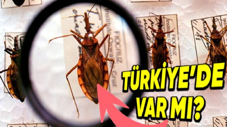Her Yıl Yaklaşık 10 Bin Kişinin Vefatına Sebep Olan ‘Öpücük Böceği’, Bunu Nasıl Yapabiliyor?