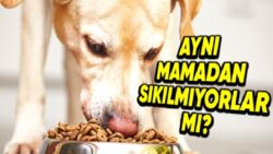 İnsanlar aynı Yemeği Daima Yemekten Sıkılırken, Evcil Hayvanlar Her Gün aynı Mamayı Yemekten Sıkılmıyor mu?