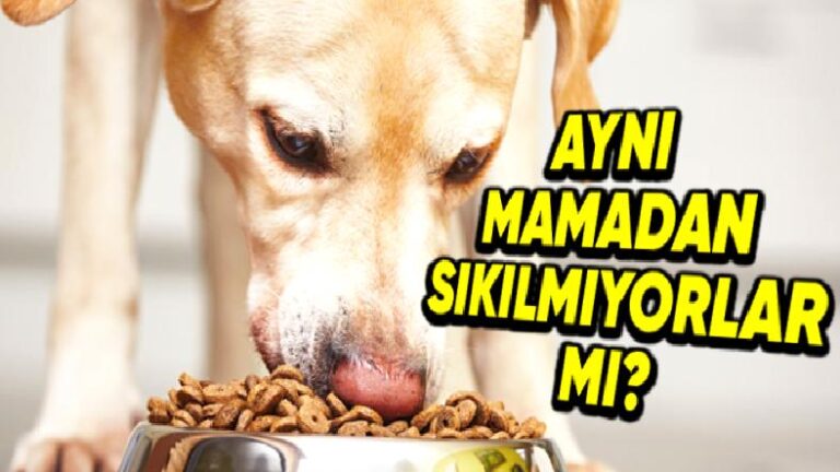 İnsanlar aynı Yemeği Daima Yemekten Sıkılırken, Evcil Hayvanlar Her Gün aynı Mamayı Yemekten Sıkılmıyor mu?
