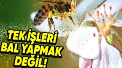 Kendileri Küçük Tesirleri Büyük: Arıların Yok Olması Nasıl Oluyor da İnsanlığın Sonu Manasına Geliyor?