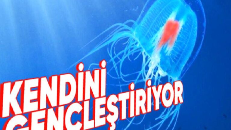 Kendine Reset Atarak “Ölümsüz” Unvanını Almış Bu Denizanası Tipi Nasıl Oluyor da Sonsuza Dek Hayatta Kalabiliyor?