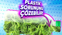 Kolay Bir Yosun, Dünyanın En Büyük Sorunu Olan Plastiklerin Yerini Alabilir! (İyi de Nasıl?)