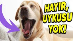 Köpeklerin Hangi Sebeplerle Esnediğini Öğrenince Onlara Olan Bakış Açınız Değişecek!