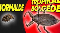 Olağanda Küçük Boyutlarda Olan Böcekler Tropikal Bölgelerde Nasıl Oluyor da Devasa Boyutlara Ulaşıyor?