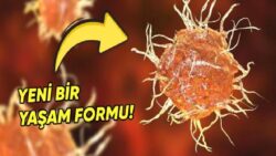 Ömür ile Vefat Arasında Kalmış Canlılar Var! Bilim İnsanları Yeni Bir Hayat Formu Keşfetti