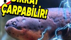 Aldanmayın Temiz Yüzlerine: Sahip Olduğu Özelliklerle Dünyanın En Tehlikeli 10 Balığı (İlk Sırada Köpekbalığı Yok!)