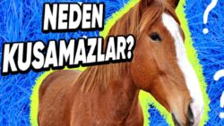Atların, Zehirli Bir Madde ya da Hiç Olmadık Bir Yiyecek Tükettiklerinde Bile Kusamamalarının Gerisindeki Tahmin Edilmesi Güç Sebepler