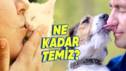 Bilime Göre Kedi ve Köpeklerin Lisanı Söylendiği gibi İnsanlardan Daha mı Temiz?