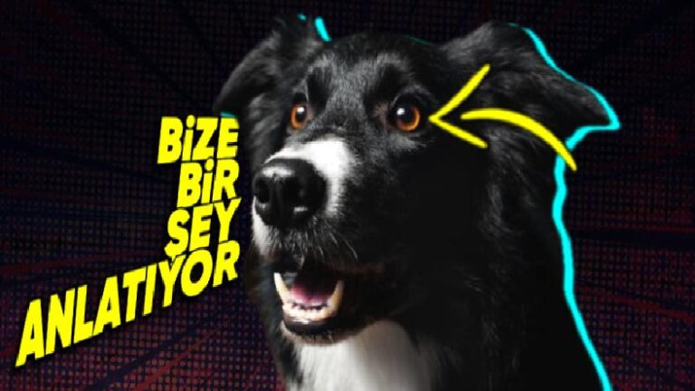 Bilime Göre Köpeklerin Birçoklarının Kahverengi Gözlü Olmasının İnsanlarla İlişkili Sebebi