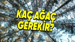 Bir İnsanın Ömrü Boyunca Kâfi Oksijeni Alabilmesi İçin Kaç Ağacın Varlığına İhtiyacı Vardır?