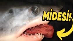 Bizimle de İlgisi Var: Köpek Balıkları Neden Midelerinin Tamamını Zaman Zaman Dışarı Çıkarmak Zorunda Kalır?