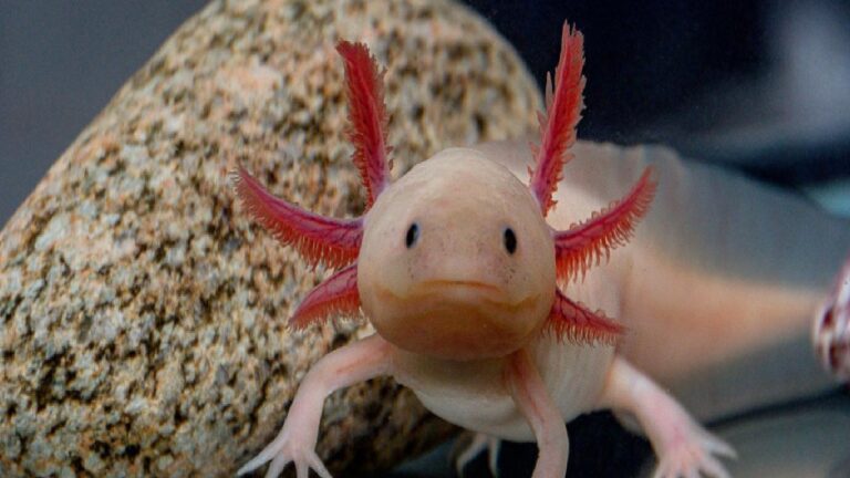 Bu hayvan, yaşlanmamak için biyolojik saatini durdurabiliyor