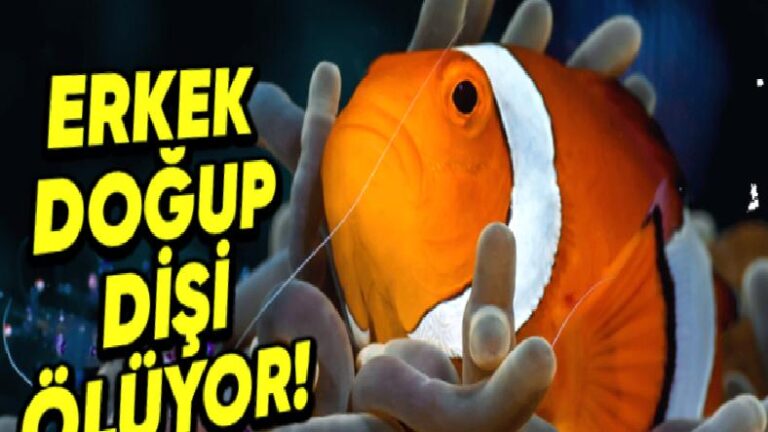 Cinsiyet Değiştirebilen 7 Hayvanı Derledik: Pekala Bunu Nasıl Yapabiliyorlar?