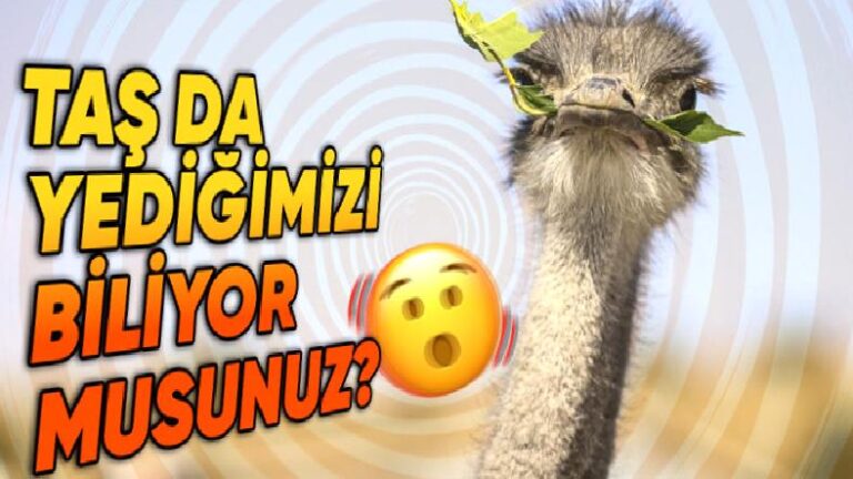 Deve Kuşlarının Neden Üç Midesi Var? Bir Tanesi Nelerine Yetmiyor?