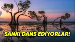 Endonezya’nın Sumba Adası’ndaki Bu Bitkiler Neden “Dans Eden Ağaçlar” Olarak Tanınıyor?