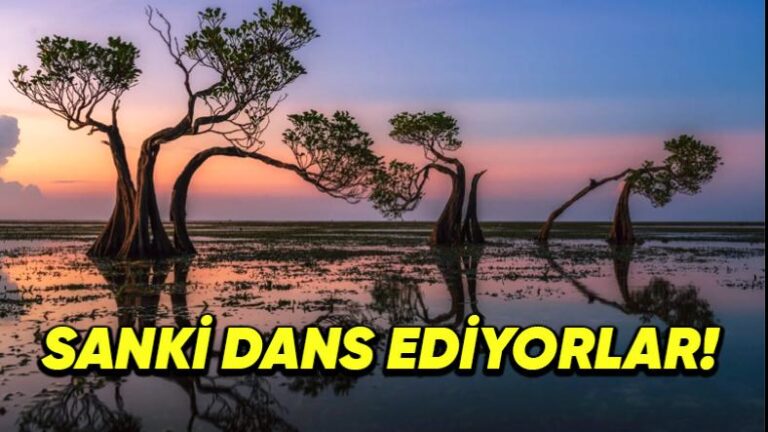 Endonezya’nın Sumba Adası’ndaki Bu Bitkiler Neden “Dans Eden Ağaçlar” Olarak Tanınıyor?
