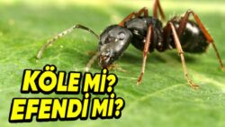 Karıncalar Hakkında Daha Önce Hiç Duymadığınız Konusunda Bahse Girebileceğimiz 4 Farklı Bilgi