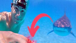 Köpek Balıkları, Nasıl Oluyor da Su Altında Kan Kokusunu Kilometrelerce Öteden Alabiliyor? Hayran Bırakacak Burun Anatomisi