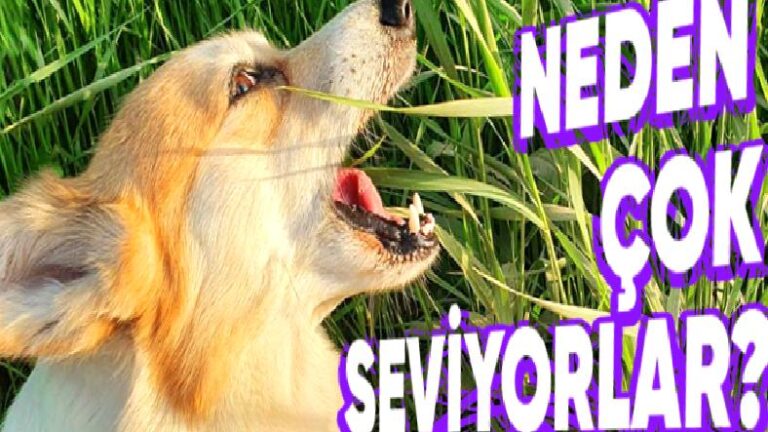 Köpekler, Çimleri Yemekte Neden Bu Kadar Israrcıdır? Tek Nedeni Mide Rahatsızlıkları Değil!