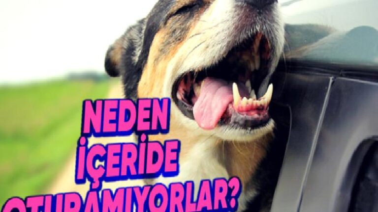 Köpekler Seyahat Sırasında Kafalarını Otomobil Camlarından Dışarı Çıkarmakta Neden Bu Kadar Israrcıdır?