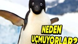 Penguenleri Neden Hiç Uçarken Görmüyoruz? Kanatlarını Neden Uçmak Yerine Yüzmek İçin Kullanıyorlar?