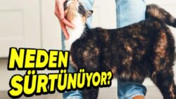 Sempatiklik Olsun Diye Değil: Kedilerin Başlarını ve Kuyruklarını Bedenimize Sürtmelerinin Arkasında Hangi Sebepler Var?