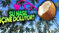 Suyun Bile Ulaşamayacağı Kadar Metrelerce Yükseklikte Yetişen Hindistan Cevizinin İçi Nasıl Su Dolu Olabiliyor?