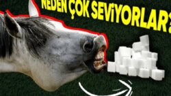 Atlar Neden Şekeri Bu Kadar Çok Seviyor? Onlarınki İstek Değil İhtiyaç!