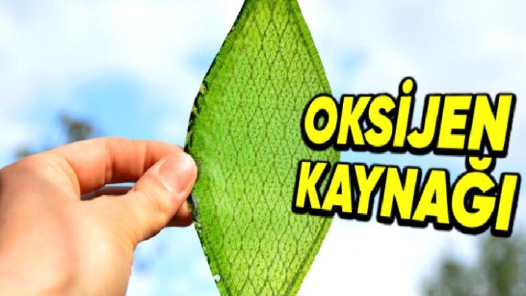 Bir Bilim Beşerinin İpekten Geliştirdiği Yaprak, Oksijen Üretimini Taklit Edebiliyor: Pekala Hangi Gayelerle ve Nerede Kullanılabilir?