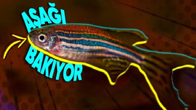 Bizim Yürürken Kaldırıma Bakmamız gibi, Balıklar Neden Yüzerken Daima Aşağı Bakıyor?