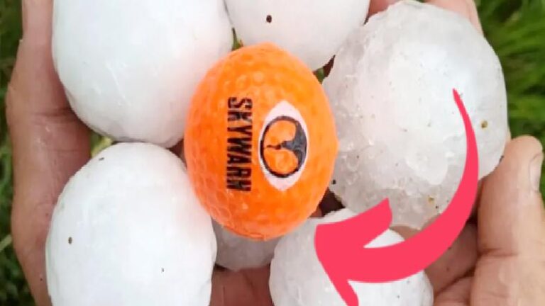 Büyüklükleri Golf Topuyla Yarışan Dolular, Bu Boyutlara Ulaşmayı Nasıl Başarıyor? (Cam Kırma Garantili!)