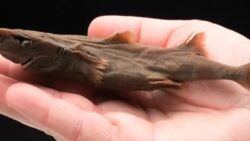 Dünya’nın en küçük köpekbalığı: Uzunluğuna inanamayacaksınız!