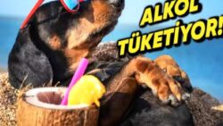 Hayvanların Alkol Tüketimi Alışkanlıkları Hakkında Yapılan Bir Araştırmada Şaşırtan Sonuçlar Ortaya Çıktı