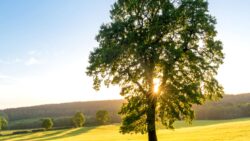 Her 100 ağaçtan 38’i, yok olma tehlikesi ile karşı karşıya