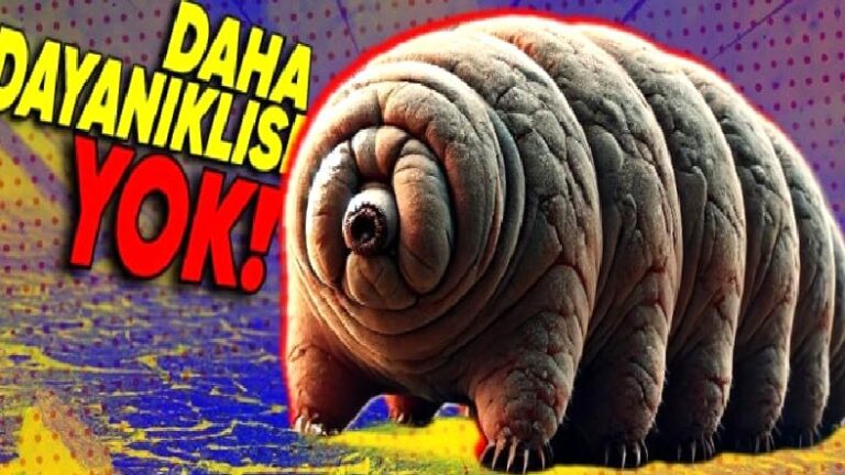 Kainattaki En Güçlü Canlılar Olarak Bilinen Tardigratlar, Dünya’daki Hayat Tamamen Yok Olsa Bile Hayatta Kalabilir mi?